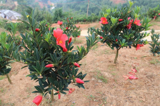 杜鹃茶花的养殖方法和注意事项
