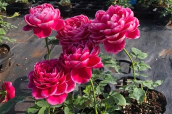 盆栽玫瑰花种植方法与技巧
