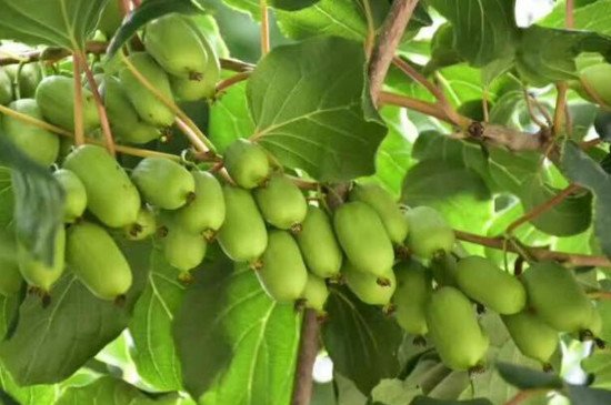软枣猕猴桃树苗怎么栽种