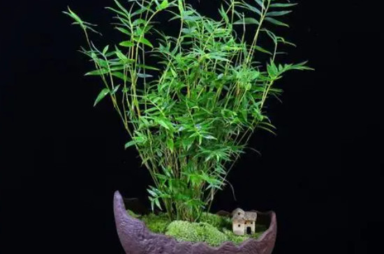 盆栽竹子的养殖方法和注意事项