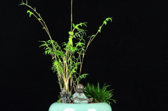 盆栽竹子的养殖方法和注意事项