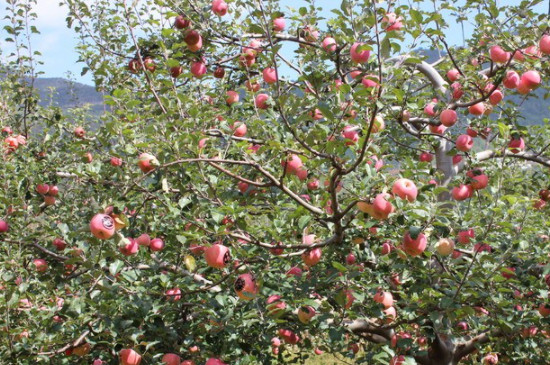 苹果树光长条不开花怎么办