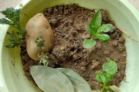 土豆发芽了可以种植吗