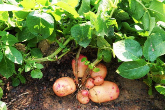 土豆发芽了可以种植吗