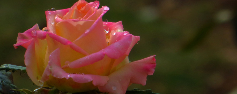 香水玫瑰的养殖方法和注意事项