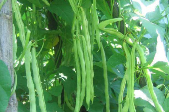 四季豆一年可以种几次