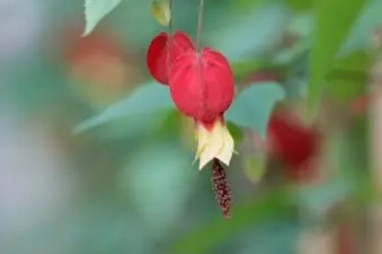 红灯笼花的养殖方法和注意事项