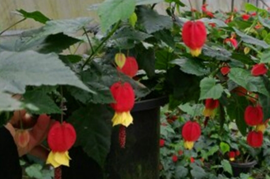 红灯笼花的养殖方法和注意事项