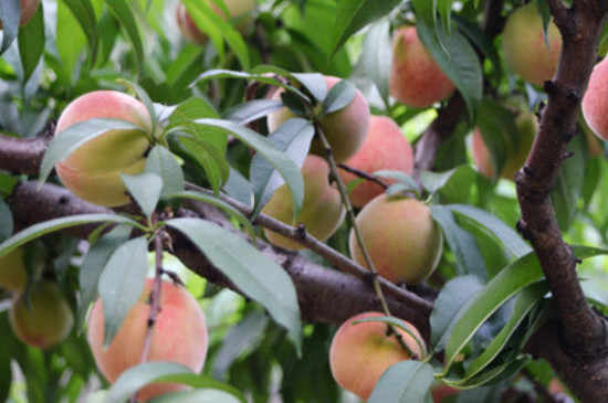 桃核可以种出桃树吗