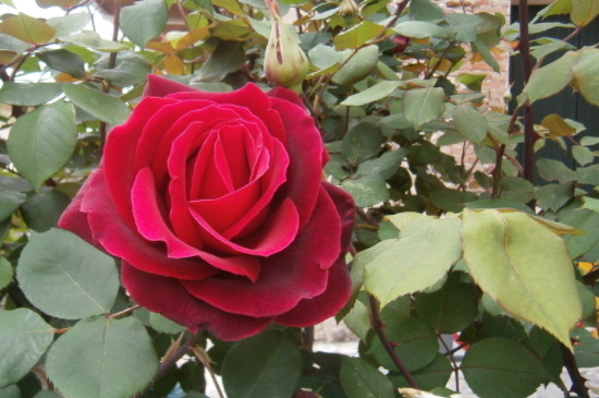 粉玫瑰和红玫瑰的寓意