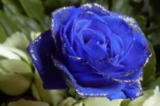 蓝色玫瑰的花代表什么意思