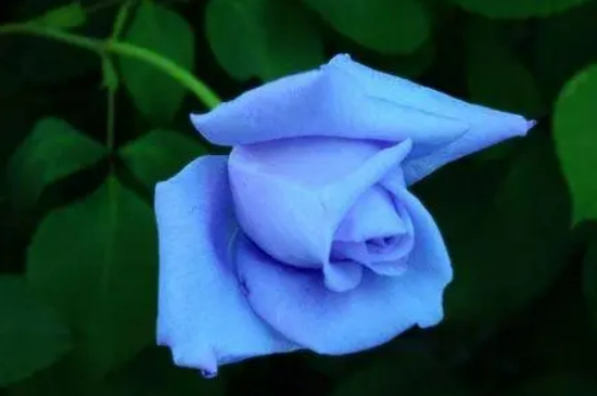 蓝色玫瑰的花代表什么意思
