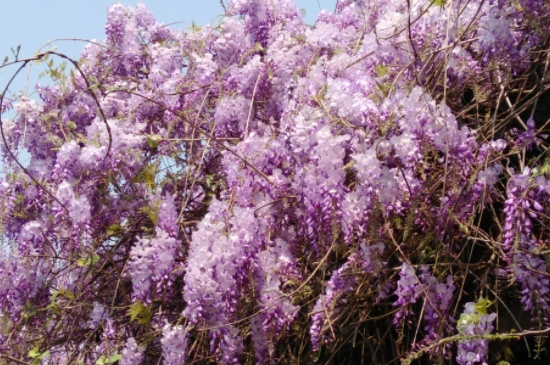 紫藤萝花语和寓意