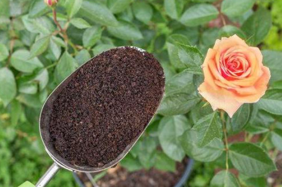 咖啡渣怎么处理才能养花