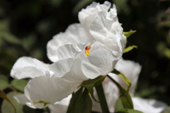 白牡丹花的寓意和象征