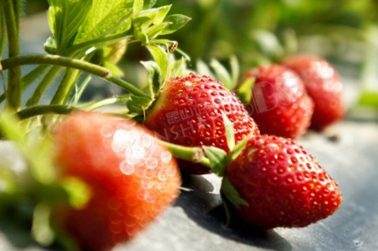 草莓果子长得慢怎么办