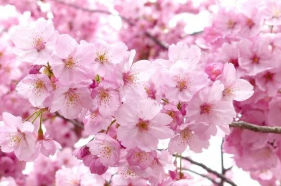 樱花花语及寓意