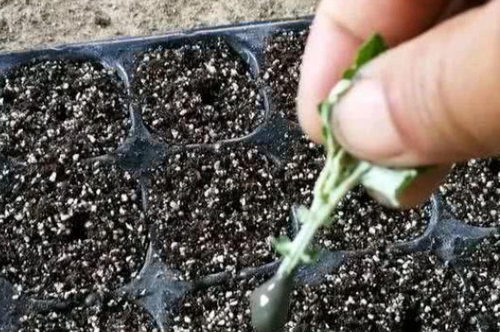 生根粉移栽的使用方法