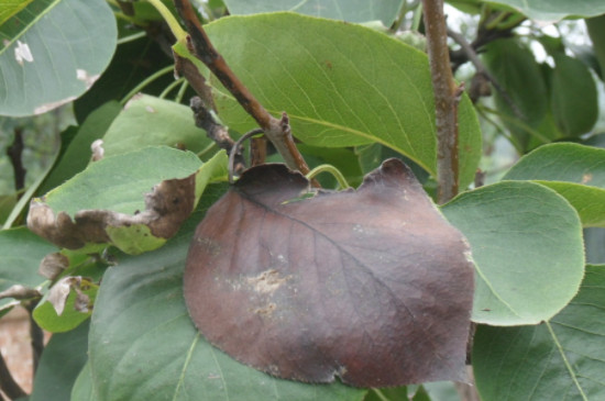 梨子树病虫害的种类及防治方法