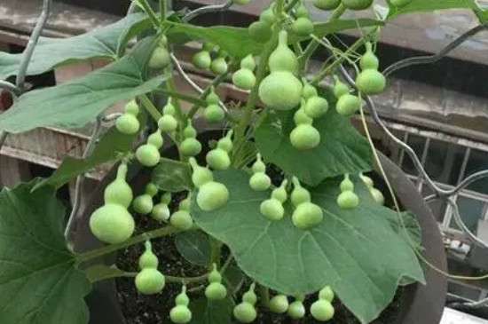 葫芦籽怎么在家里种