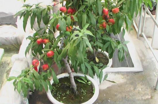 盆栽桃树的种植与管理