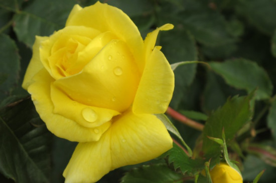 黄色玫瑰的花语