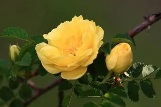黄色玫瑰的花语