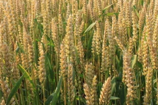 小麦抽穗期叶片发黄什么原因