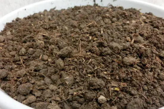 土壤里有蛆虫如何处理