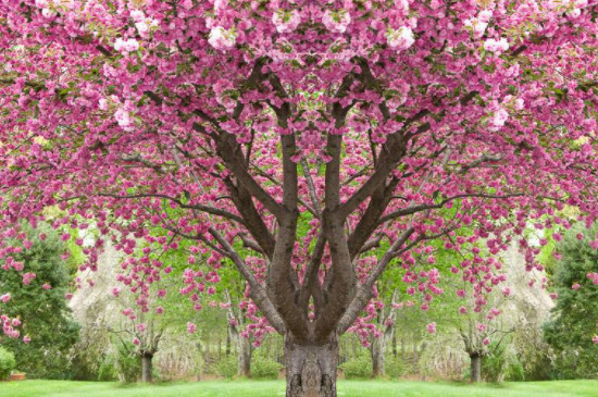 樱花树可以栽在大门口吗
