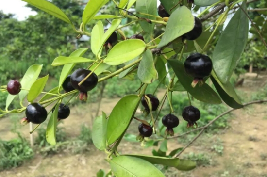 巴西樱桃种植方法和注意事项