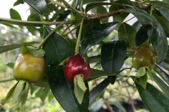 巴西樱桃种植方法和注意事项