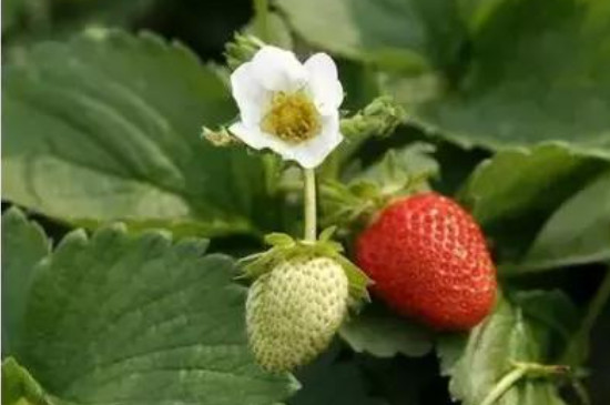 草莓的花语与寓意