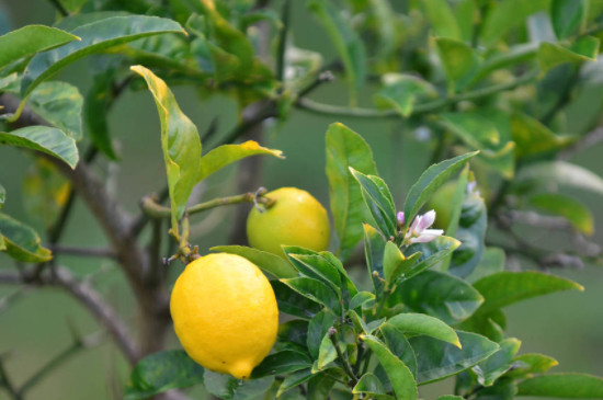柠檬树一年开几次花结几次果