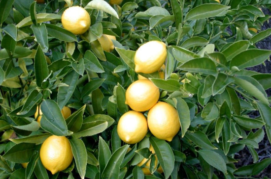 柠檬树一年开几次花结几次果