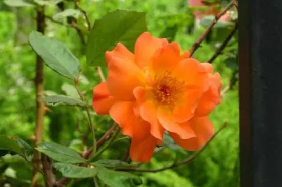 橙色蔷薇花花语和寓意