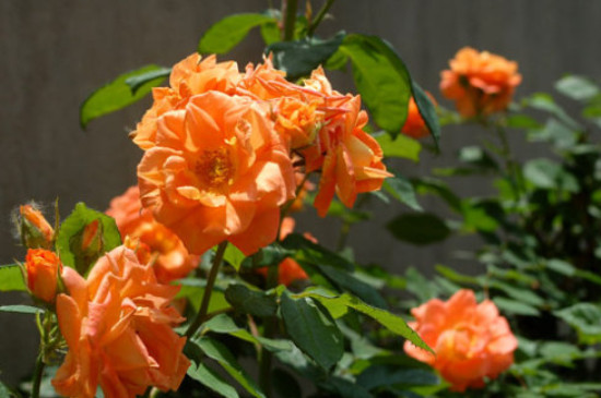 橙色蔷薇花花语和寓意