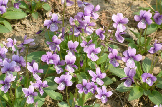 紫花地丁花语