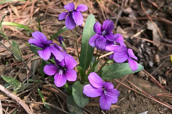 紫花地丁花语