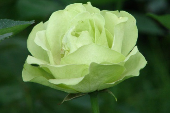 淡绿色玫瑰花什么品种