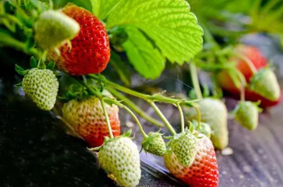 草莓繁殖方法四种