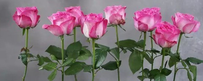 方德玫瑰和普通玫瑰的区别