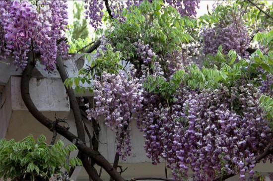 紫腾花的养植方法
