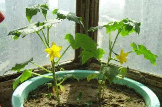 盆栽黄瓜的种植方法和注意事项