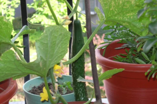 盆栽黄瓜的种植方法和注意事项