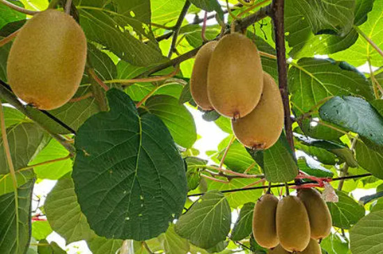 弥猴桃树繁植方法