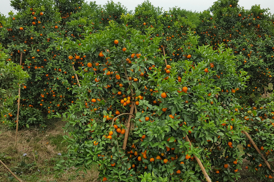 柑橘树的病虫害防治和管理