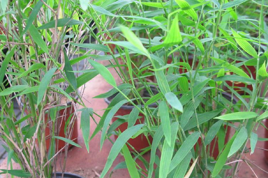 台湾竹的养殖方法和注意事项