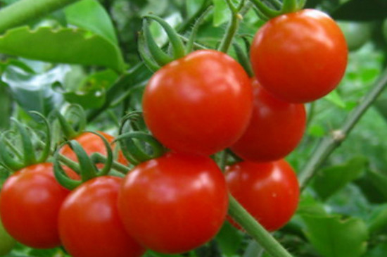 西红柿坐果期怎样浇水