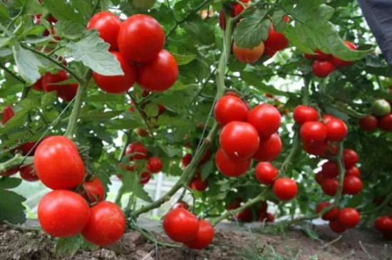西红柿坐果期怎样浇水